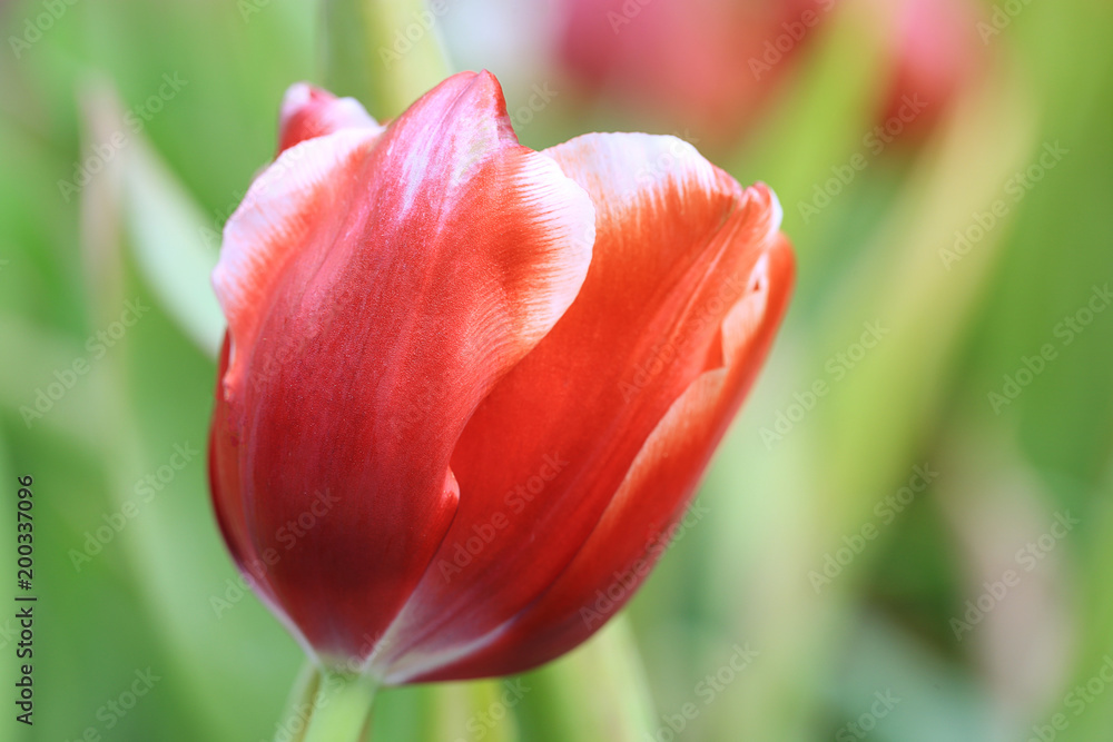 Beautiful pink tulips with green leaf in the garden with blurred many flower as background  of colorful blossom flower in the park in Chiang Rai