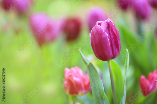 Beautiful pink tulips with green leaf in the garden with blurred many flower as background  of colorful blossom flower in the park in Chiang Rai