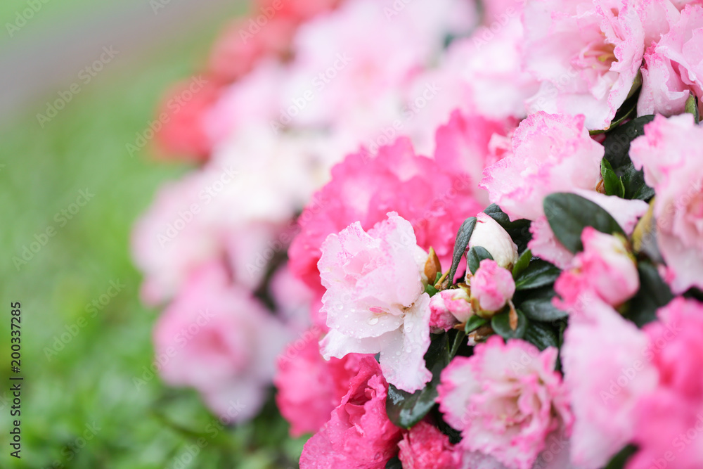 Sweety pink color flower, arzealea bush, fresh beautiful blossom in graden Sweety pink color flower, arzealea bush, fresh beautiful blossom in graden