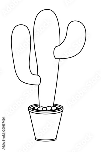 nopal cactus in pot