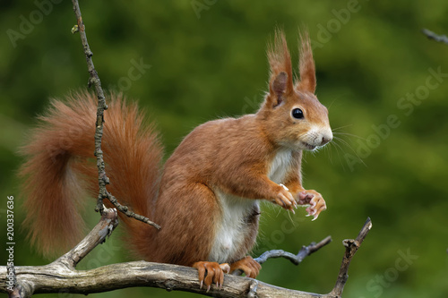 Fototapeta Eichhörnchen