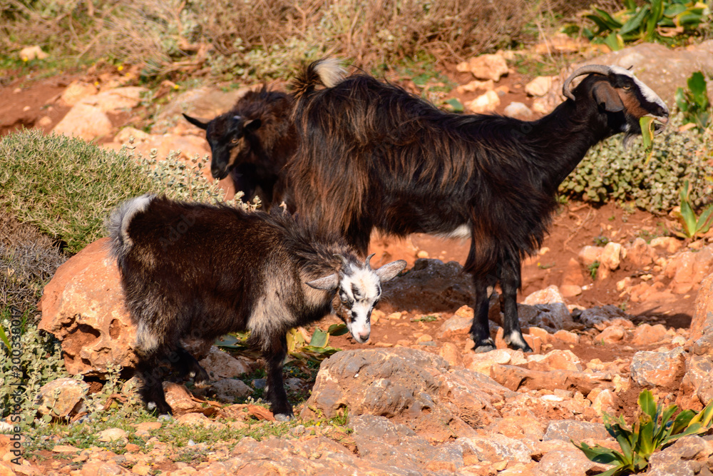 Fototapeta premium goat on the rocks