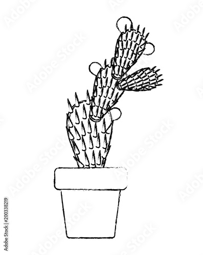 nopal cactus in pot