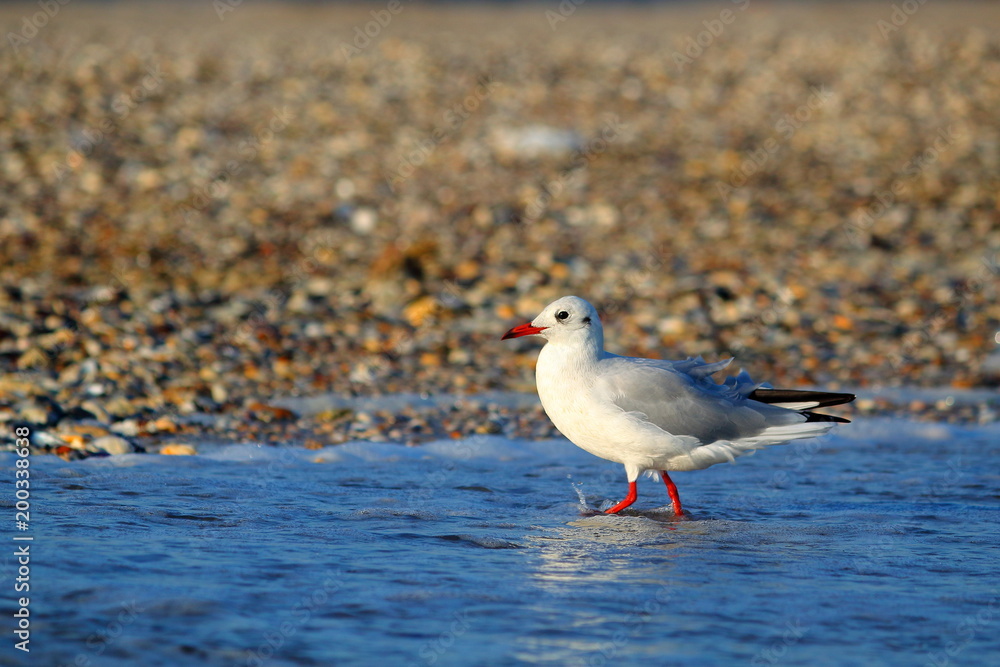 Seagull walking along waters edge at Black Sea in soft send light of sunset Seagull walking along waters edge at Black Sea in soft send light of sunset