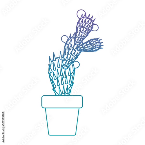 nopal cactus in pot