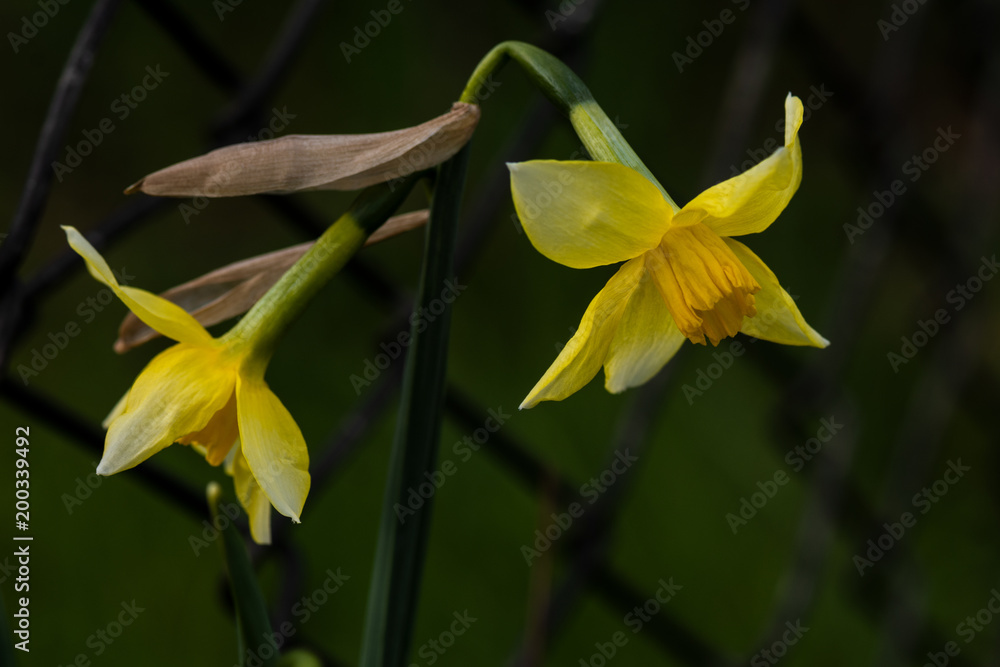 Obraz premium Narzisse