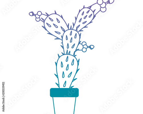 nopal cactus in pot
