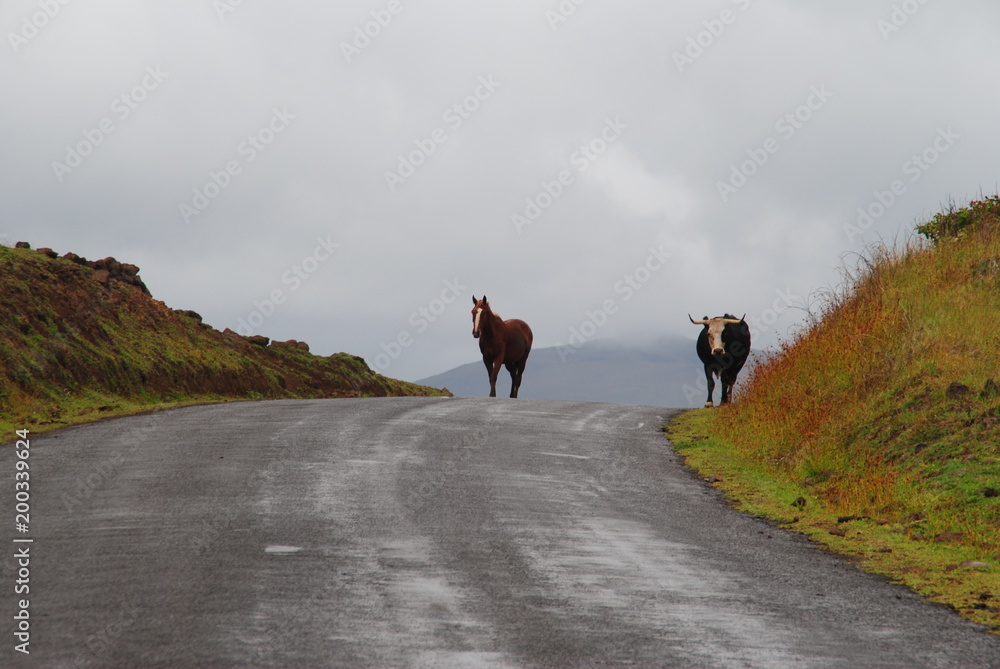 Cheval et vache sur la route