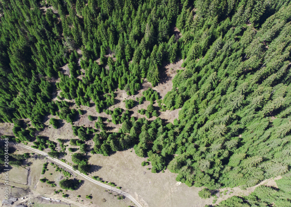 aerial view of green and fresh forest