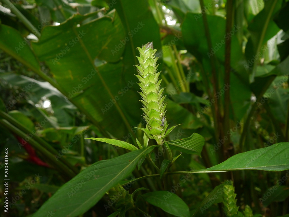 Candle-shaped inflorescence of a tropical plant in a tropical environment Candle-shaped inflorescence of a tropical plant in a tropical environment