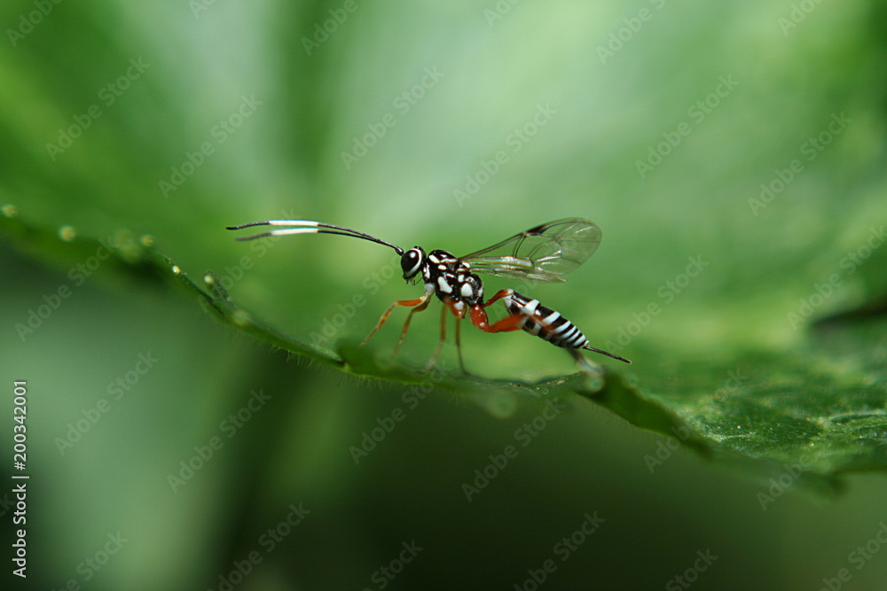 Ichneumon Wasp