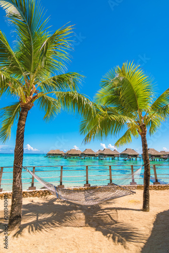 Hammock between palm trees on the beach of a tropical island.  © Nancy Pauwels