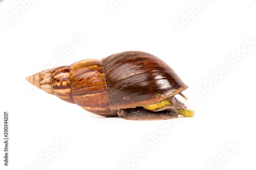 Snail (Amphidromus)