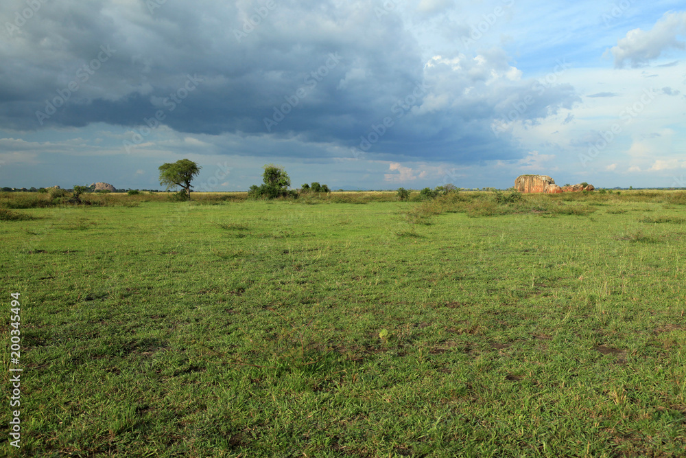 Meadow at Lake Anapa - Uganda, Africa Meadow at Lake Anapa - Uganda, Africa