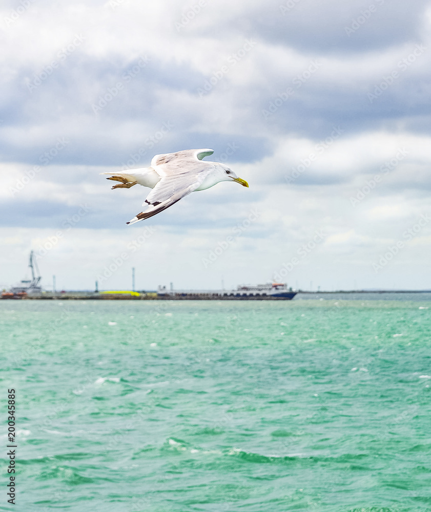 Blue clouded sky, clear sea water, panoramic skyline, sea-gulls, coast view from a sea.