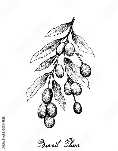 Hand Drawn of Brazil Plums on White Background