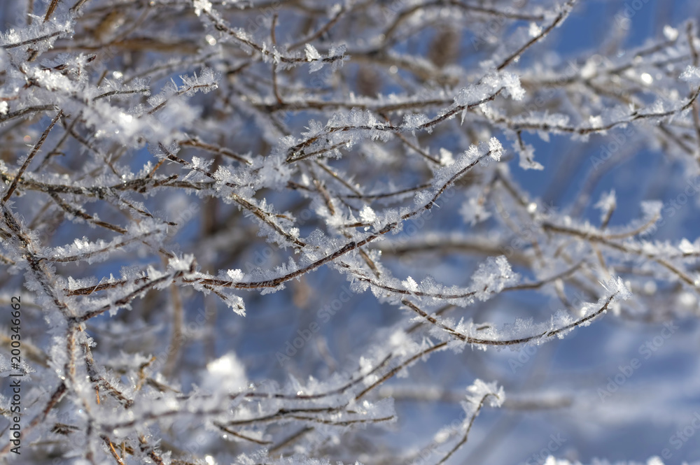 Naked branches covered with frost with snow and ice close-ups Naked branches covered with frost with snow and ice close-ups