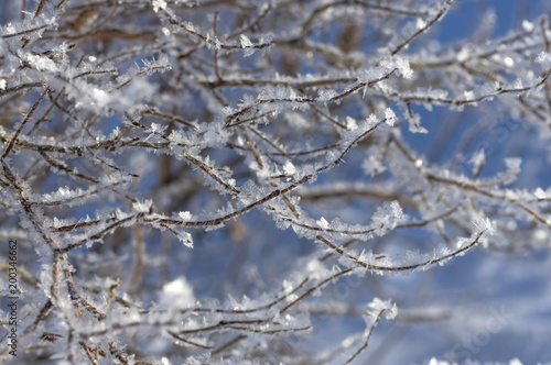 Naked branches covered with frost with snow and ice close-ups © vizland