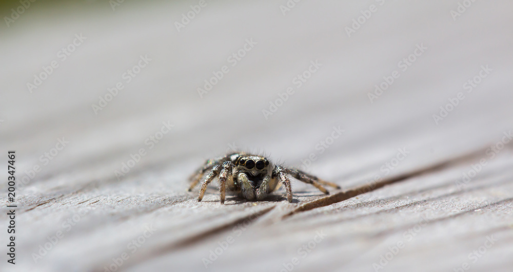 Little jumping spider is sitting on wood with soft background Little jumping spider is sitting on wood with soft background