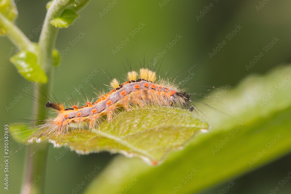 A small caterpillar on a green leaf
