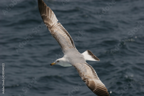 Seagull. Bird flies over the sea. Seagulls hover over deep blue sea. Gull hunting down fish. Gull over boundless expanse air. Free flight. Seagull fly above ocean. No sharpen mask