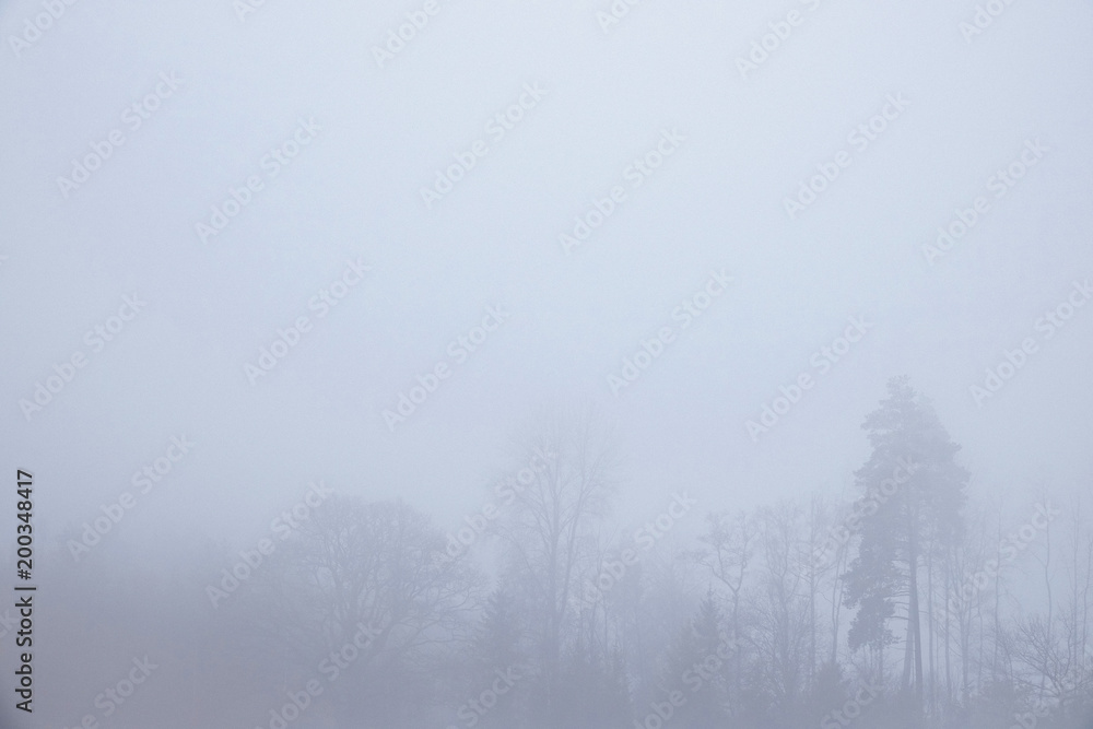 Foggy landscape where you almost can't see the forest. Foggy landscape where you almost can't see the forest.