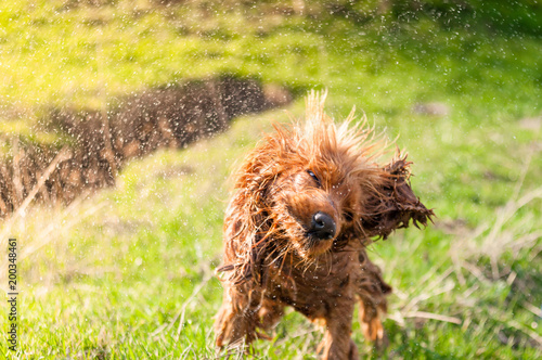 Photography English Cocker Spaniel shaking off water after bathing in a pond, wet dogs, dogs playing, beautiful dogs