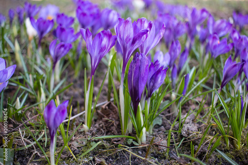 Fototapeta Naklejka Na Ścianę i Meble -  Крокусы фиолетовые, Шафран