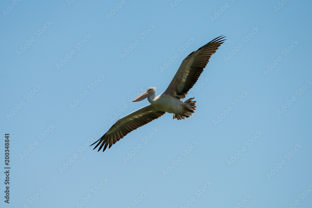 Flying spot billed pelican or grey pelican in Thailand Flying spot billed pelican or grey pelican in Thailand