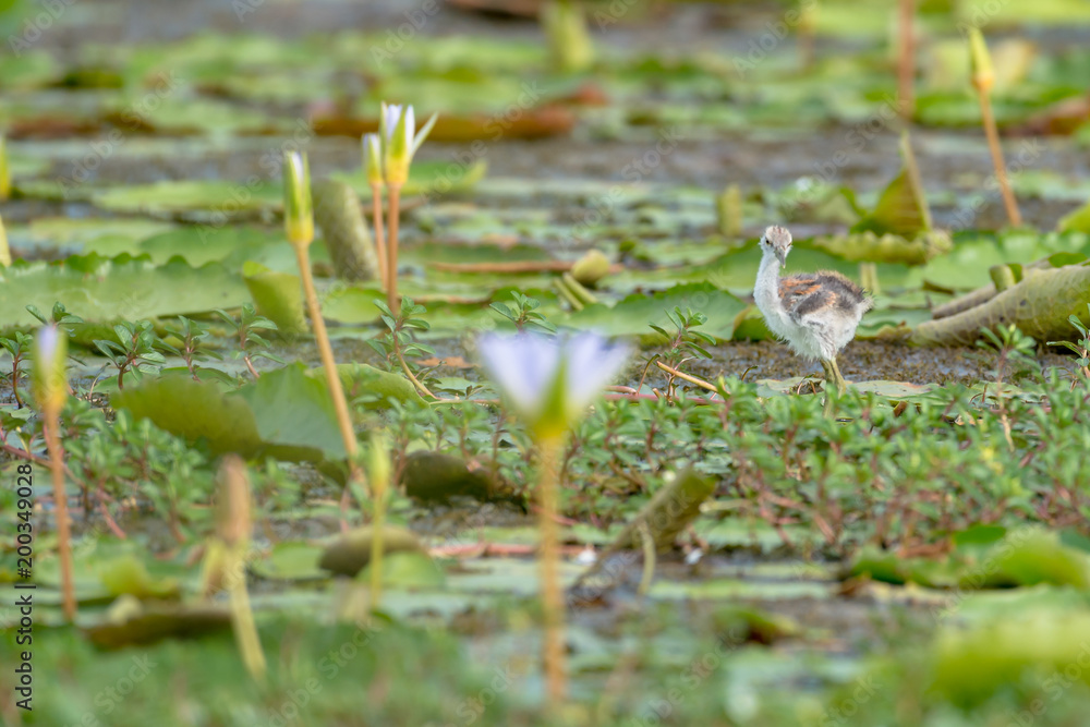 Naklejka premium Pheasant-tailed Jacana juvenile