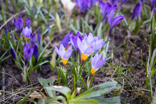 Fototapeta Naklejka Na Ścianę i Meble -  Крокусы