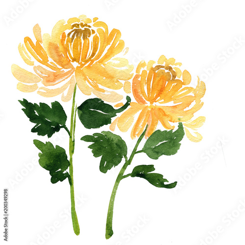 Two sketch watercolor yellow chrysanthemum flowers