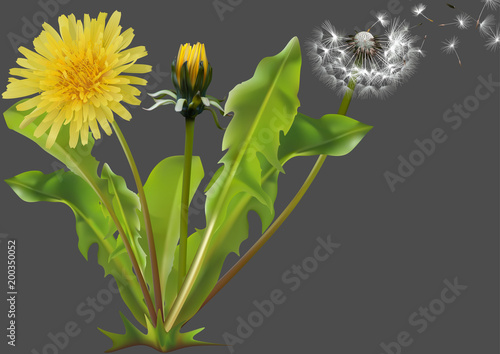 Common Dandelion (Taraxacum officinale) - Detailed Illustration of Plant Isolated on Gray Background, Vector