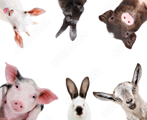 Funny portrait of a farm animals isolated on white background