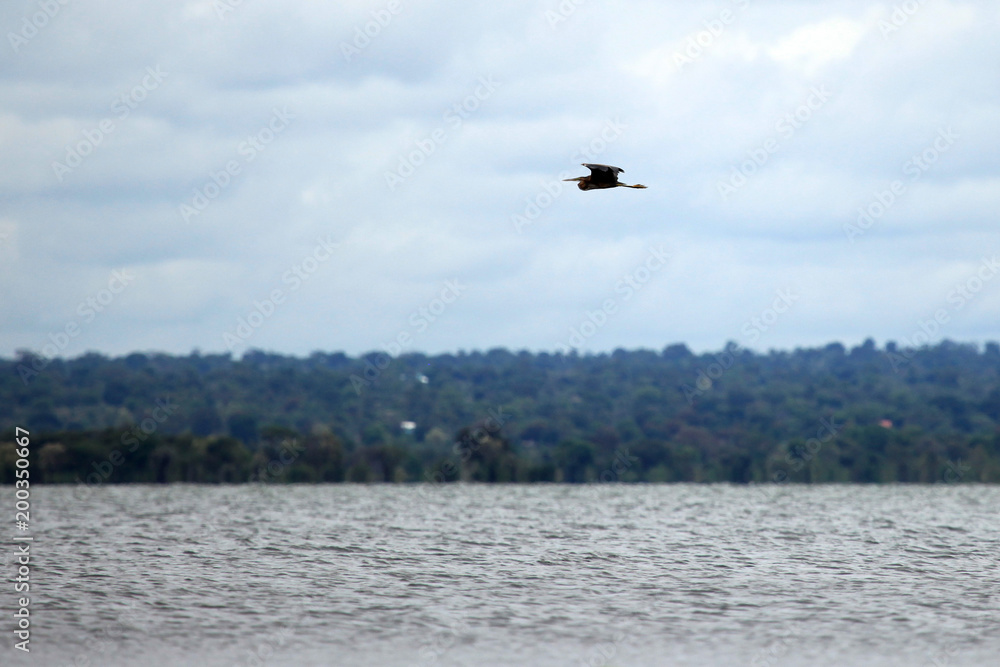 Obraz premium Wildlife - Bisina Wetlands - Uganda, Africa