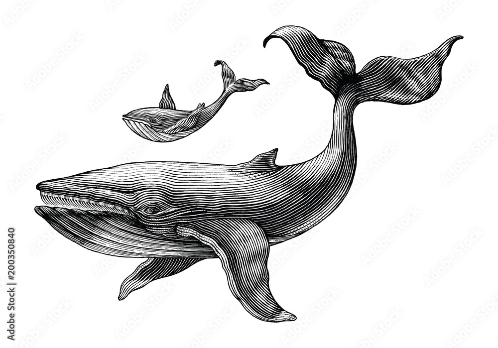 Fototapeta premium Wielki wieloryb i mały rysunek ręka wieloryba vintage Grawerowanie