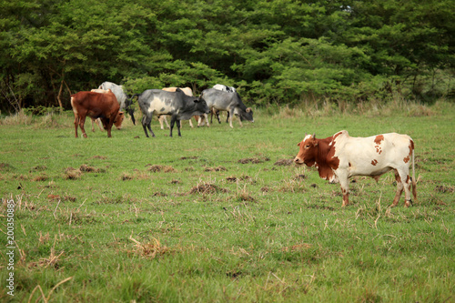 Cows - Uganda  Africa