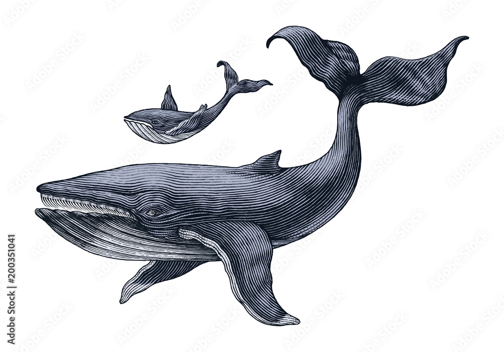Naklejka premium Wielki wieloryb i mały rysunek ręka wieloryba vintage Grawerowanie