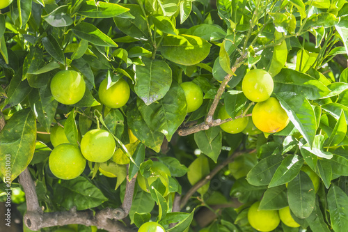 Canvas-taulu unripe oranges on a tree