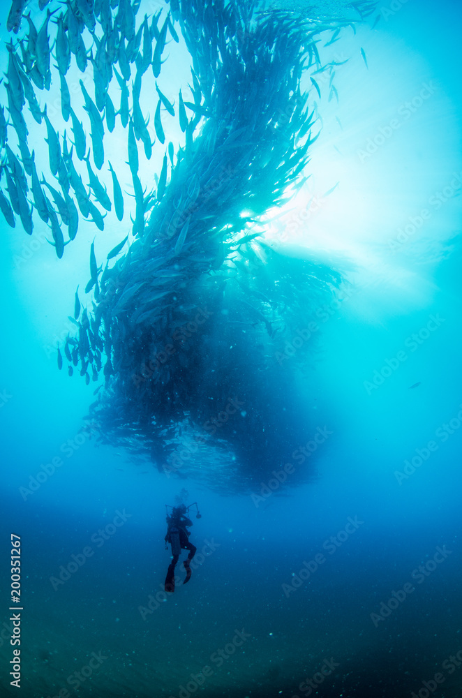 Fototapeta premium Big eye Trevally Jack, (Caranx sexfasciatus) in polarized school, bait ball or tornado with a diver taking pictures. Cabo Pulmo National Park. Baja California Sur,Mexico.