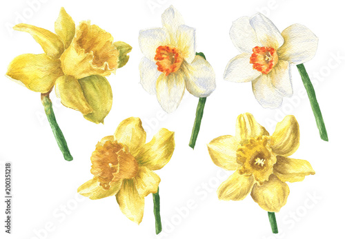 Watercolor daffodil flowers with stems  hand drawn colorful yellow botanical set  isolated on white background.