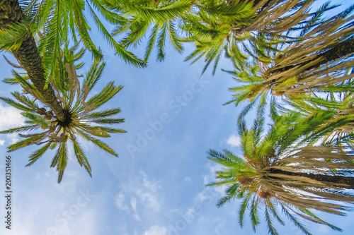 Tops of coconut palms against the sky