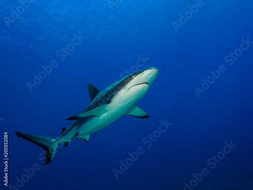 Shark diving in Tahiti © Pedro