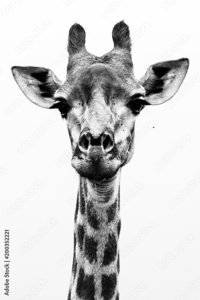 Obraz premium Giraffe B&W