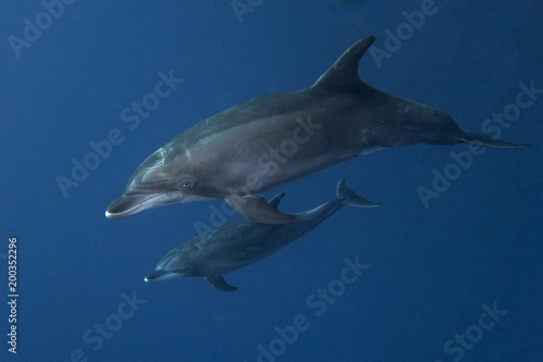  Bottlednosed Dolphin at Revillagigedos Archipelago © Pedro