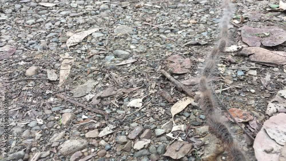 Caterpillar Line in Mulched Garden Area. Good Website background Caterpillar Line in Mulched Garden Area. Good Website background