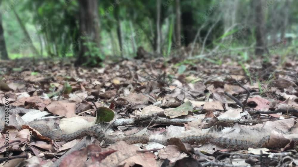 Caterpillar Line in Mulched Garden Area. Good Website background Caterpillar Line in Mulched Garden Area. Good Website background
