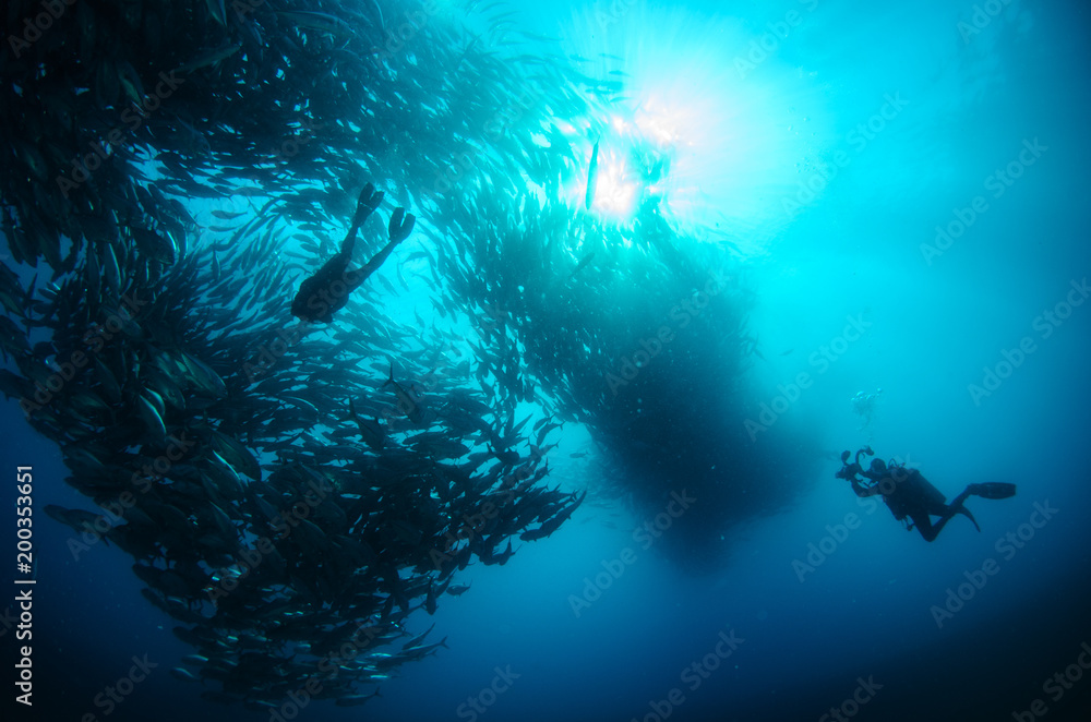 Fototapeta premium Big eye Trevally Jack, (Caranx sexfasciatus) in polarized school, bait ball or tornado with a diver taking pictures. Cabo Pulmo National Park. Baja California Sur,Mexico.