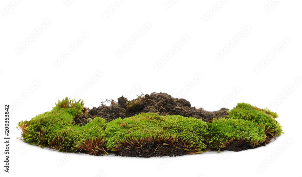 Green moss with dirt pile isolated on white background Green moss with dirt pile isolated on white background