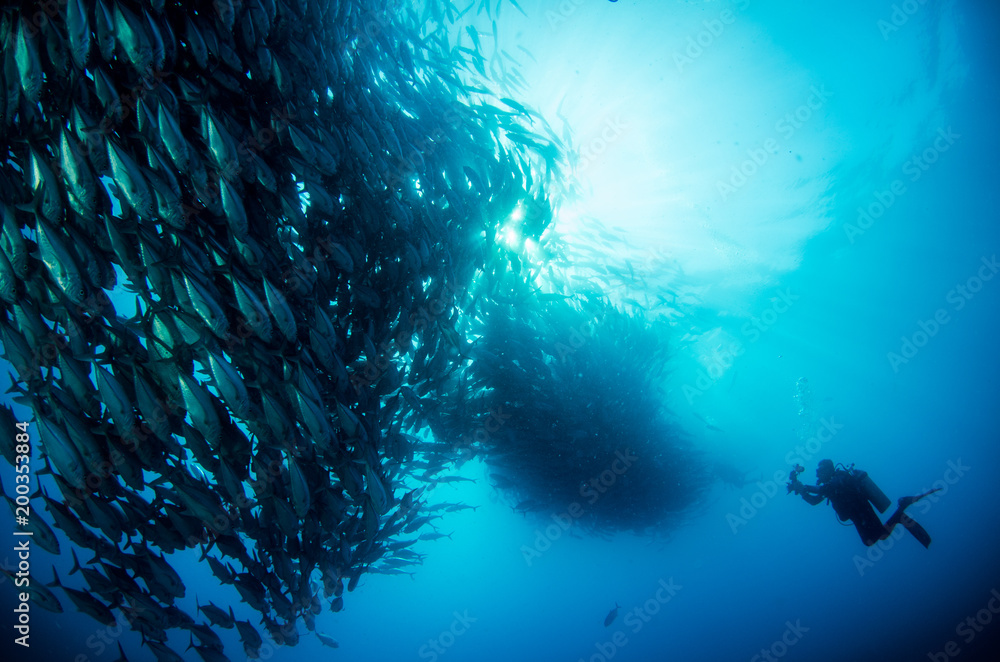 Obraz premium Big eye Trevally Jack, (Caranx sexfasciatus) in polarized school, bait ball or tornado with a diver taking pictures. Cabo Pulmo National Park. Baja California Sur,Mexico.